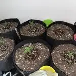 Sherbet Autoflower W/ Perpetual Setup