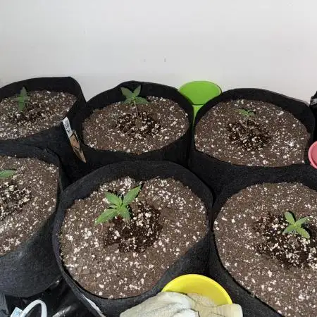 Sherbet Autoflower W/ Perpetual Setup