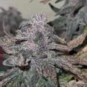 Mango Runts: Organic Mephisto Run