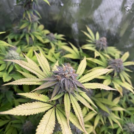 Runtz Muffin Pheno HUNT!