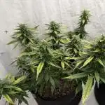 Sherbet Autoflower W/ Perpetual Setup