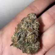 Mango Runts: Organic Mephisto Run