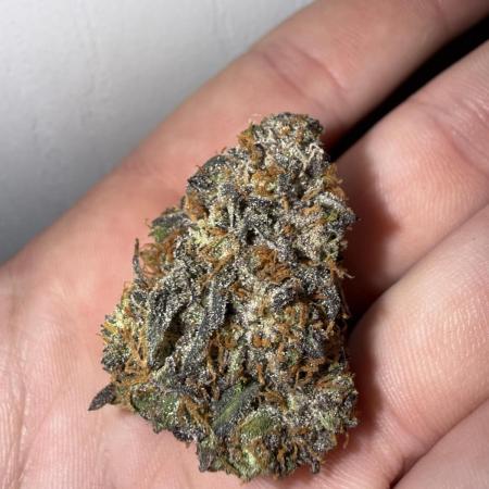 Mango Runts: Organic Mephisto Run