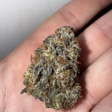 Mango Runts: Organic Mephisto Run