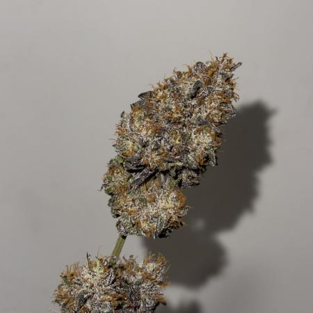 Mango Runts: Organic Mephisto Run