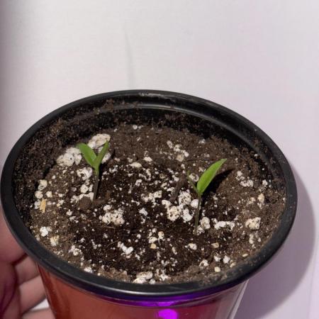 Habenero Bonsai Project 🌶️🌴