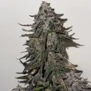 Mango Runts: Organic Mephisto Run