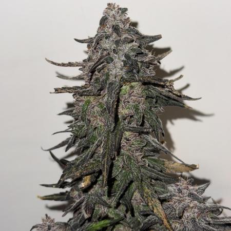 Mango Runts: Organic Mephisto Run