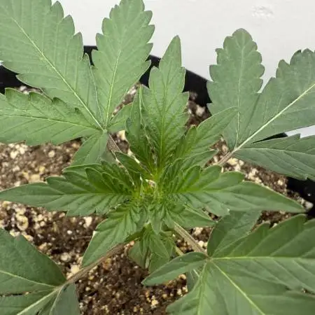Mango Runts: Organic Mephisto Run