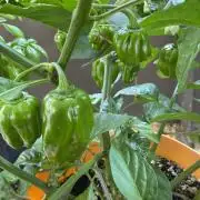 Habenero Bonsai Project 🌶️🌴