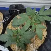 Gold Glue Organic Run