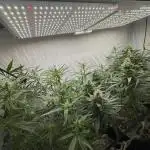 First Tropicana Cookies Purple on GD!