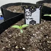 Gold Glue Organic Run