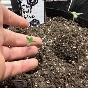 Gold Glue Organic Run