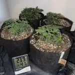 Sherbet Autoflower W/ Perpetual Setup