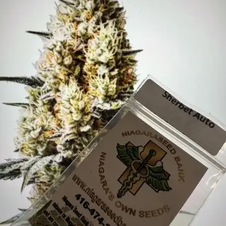 Sherbet Autoflower W/ Perpetual Setup