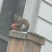 Neglectful winter window grow