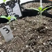 Gold Glue Organic Run