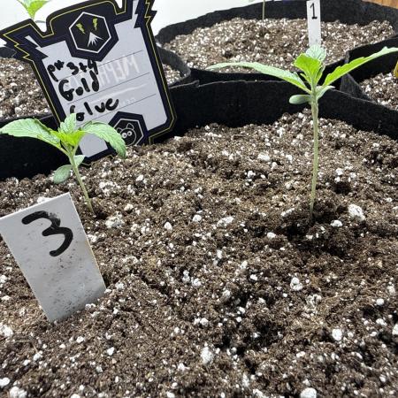 Gold Glue Organic Run