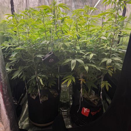 Runtz Muffin Pheno HUNT!