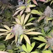 Runtz Muffin Pheno HUNT!