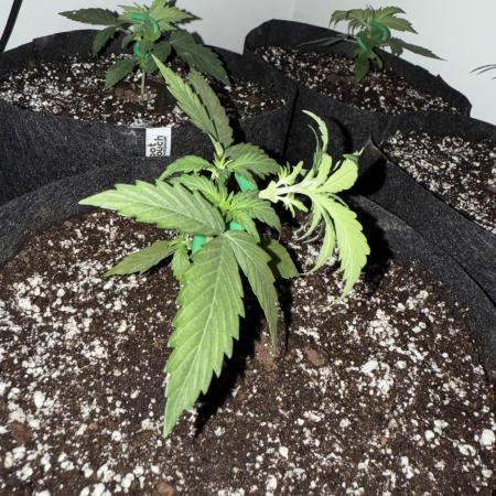 Sherbet Autoflower W/ Perpetual Setup