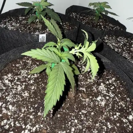 Sherbet Autoflower W/ Perpetual Setup