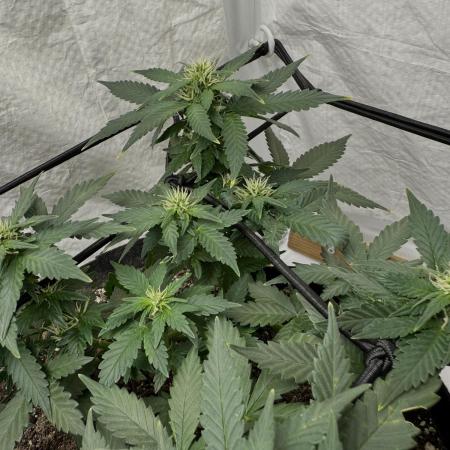 Sherbet Autoflower W/ Perpetual Setup