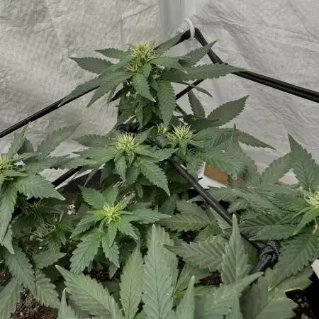 Sherbet Autoflower W/ Perpetual Setup