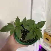 Runtz Muffin Pheno HUNT!