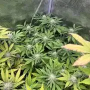 Runtz Muffin Pheno HUNT!