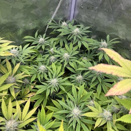 Runtz Muffin Pheno HUNT!