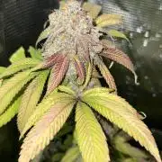 Runtz Muffin Pheno HUNT!