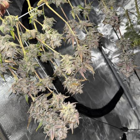More Organic Autos: MW x GWK (Freebie)