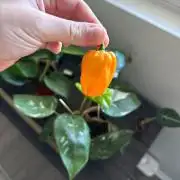 Habenero Bonsai Project 🌶️🌴