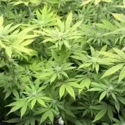 Runtz Muffin Pheno HUNT!