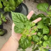 Habenero Bonsai Project 🌶️🌴