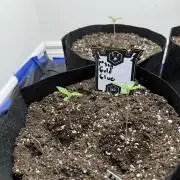 Gold Glue Organic Run