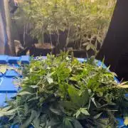 Runtz Muffin Pheno HUNT!