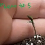 Mango Runts: Organic Mephisto Run