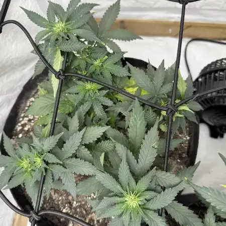 Sherbet Autoflower W/ Perpetual Setup