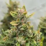 Sherbet Autoflower W/ Perpetual Setup