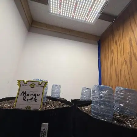 Mango Runts: Organic Mephisto Run
