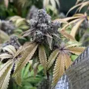 Runtz Muffin Pheno HUNT!