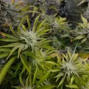 Gold Glue Organic Run AGAIN
