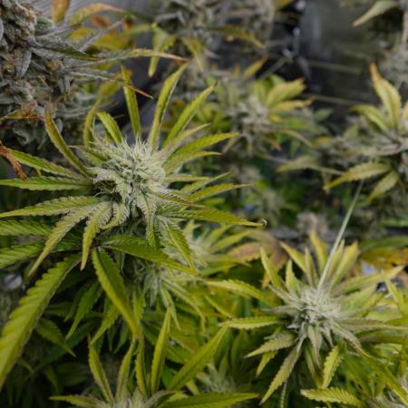 Gold Glue Organic Run AGAIN
