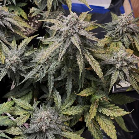 Mango Runts: Organic Mephisto Run