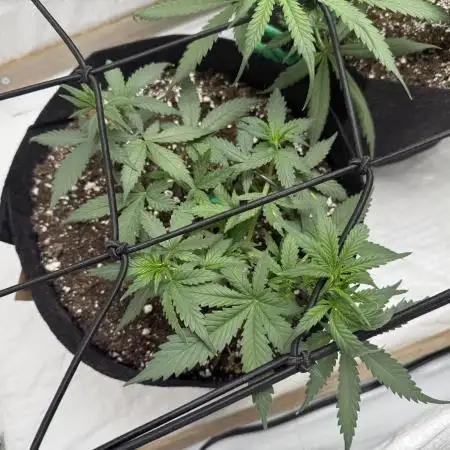 Sherbet Autoflower W/ Perpetual Setup