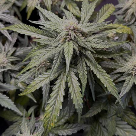 Mango Runts: Organic Mephisto Run