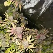 Runtz Muffin Pheno HUNT!